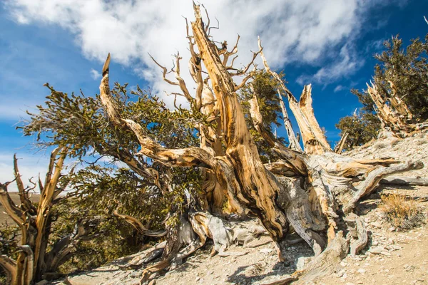 Ancient Bristlecone Pine Californie — Photo