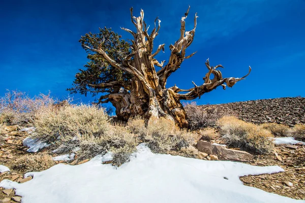 Ancient Bristlecone Pine Californie — Photo