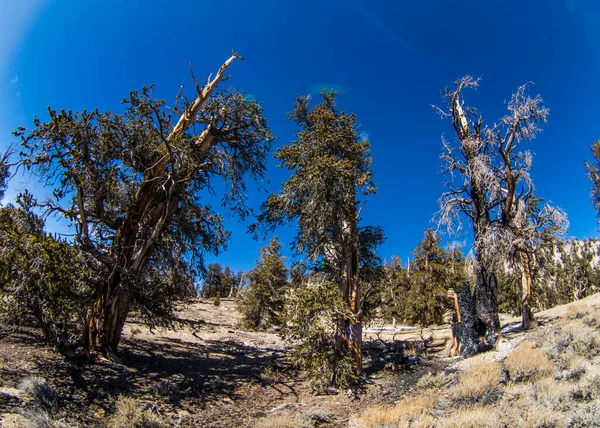 Ancient Bristlecone Pine Californie — Photo