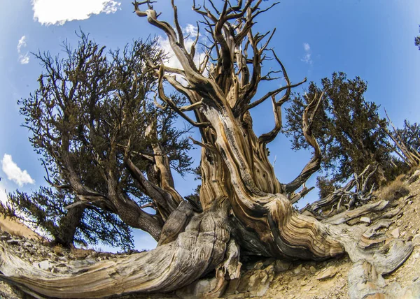 Kaliforniya 'da Antik Bristlecone Çamı.