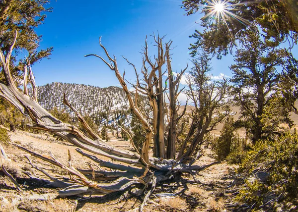 Ancient Bristlecone Pine Californie — Photo