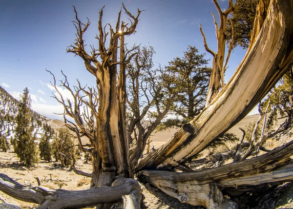 Ancient Bristlecone Pine Californie — Photo