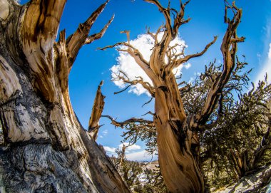 Kaliforniya 'da Antik Bristlecone Çamı.