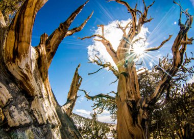 Kaliforniya 'da Antik Bristlecone Çamı.