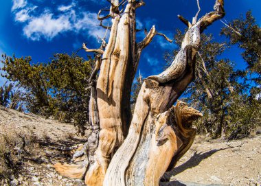 Kaliforniya 'da Antik Bristlecone Çamı.