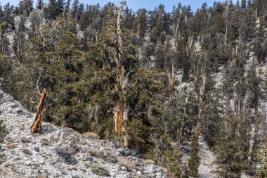 Kaliforniya 'da Antik Bristlecone Çamı.