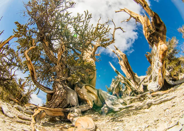 Ancient Bristlecone Pine Californie — Photo