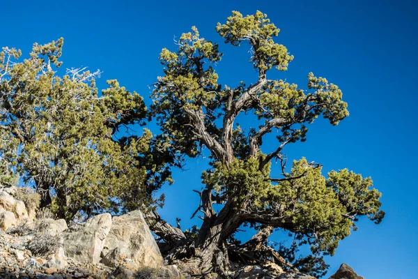 Ancient Bristlecone Borovice Kalifornii — Stock fotografie