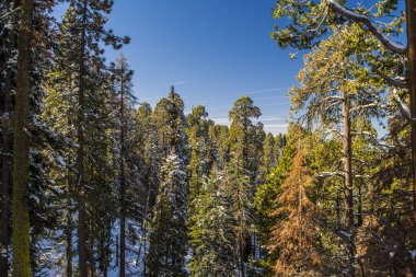 Kaliforniya, Sequoia Ulusal Parkı 'ndaki Sequoia ağacı.