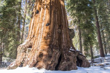 Kaliforniya, Sequoia Ulusal Parkı 'ndaki Sequoia ağacı.