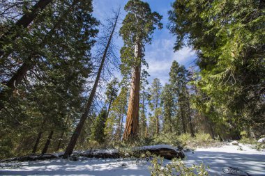 Kaliforniya, Sequoia Ulusal Parkı 'ndaki Sequoia ağacı.