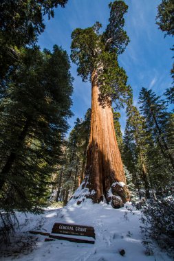 Kaliforniya, Sequoia Ulusal Parkı 'ndaki Sequoia ağacı.