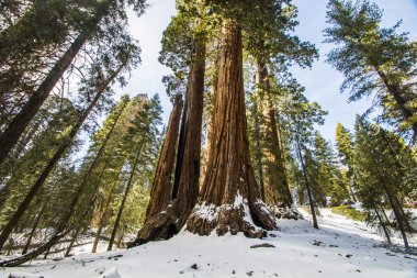 Kaliforniya, Sequoia Ulusal Parkı 'ndaki Sequoia ağacı.