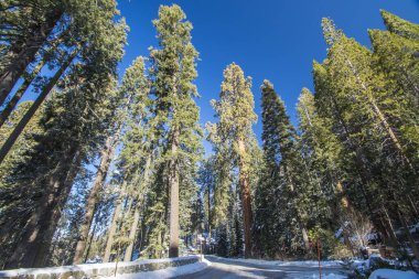 Kaliforniya, Sequoia Ulusal Parkı 'ndaki Sequoia ağacı.