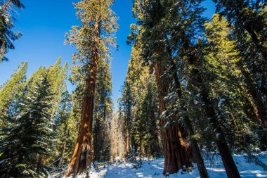 Kaliforniya, Sequoia Ulusal Parkı 'ndaki Sequoia ağacı.