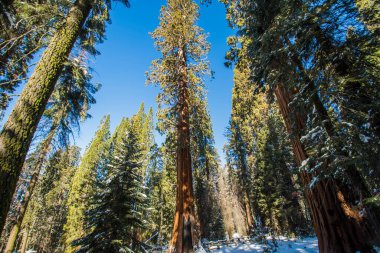Kaliforniya, Sequoia Ulusal Parkı 'ndaki Sequoia ağacı.