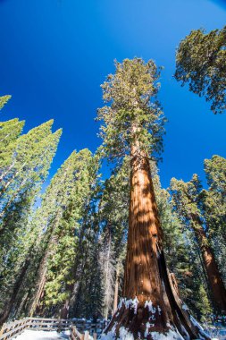 Kaliforniya, Sequoia Ulusal Parkı 'ndaki Sequoia ağacı.