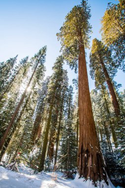 Kaliforniya, Sequoia Ulusal Parkı 'ndaki Sequoia ağacı.