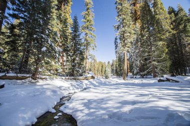 Kaliforniya, Sequoia Ulusal Parkı 'ndaki Sequoia ağacı.