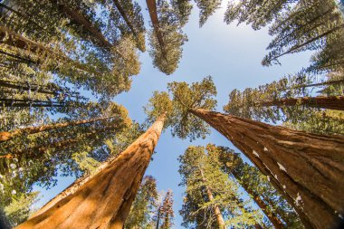 Kaliforniya, Sequoia Ulusal Parkı 'ndaki Sequoia ağacı.