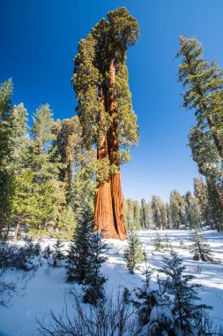 Kaliforniya, Sequoia Ulusal Parkı 'ndaki Sequoia ağacı.