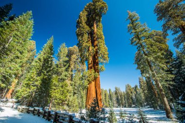 Kaliforniya, Sequoia Ulusal Parkı 'ndaki Sequoia ağacı.