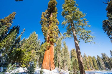Kaliforniya, Sequoia Ulusal Parkı 'ndaki Sequoia ağacı.