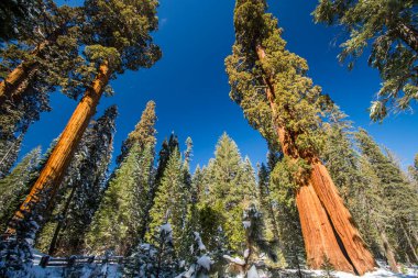 Kaliforniya, Sequoia Ulusal Parkı 'ndaki Sequoia ağacı.