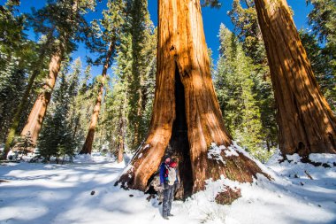 Kaliforniya, Sequoia Ulusal Parkı 'ndaki Sequoia ağacı.