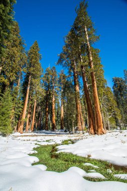 Kaliforniya, Sequoia Ulusal Parkı 'ndaki Sequoia ağacı.