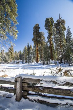 Kaliforniya, Sequoia Ulusal Parkı 'ndaki Sequoia ağacı.