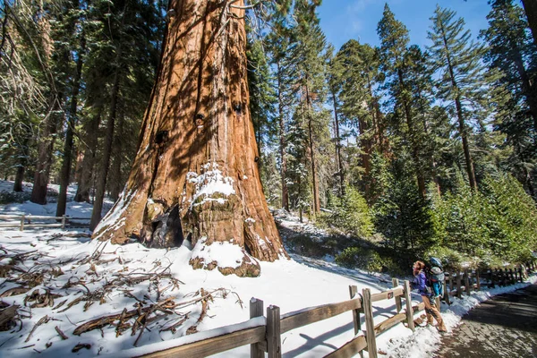 Sekvoj Národním Parku Sequoia Zimě Kalifornie — Stock fotografie