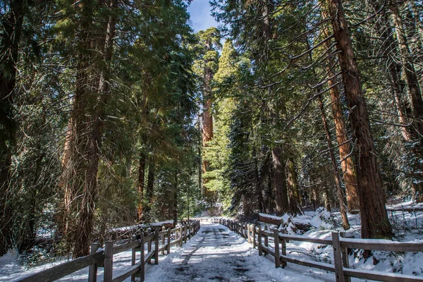 Árbol Sequoia Parque Nacional Sequoia Durante Invierno California — Foto de Stock