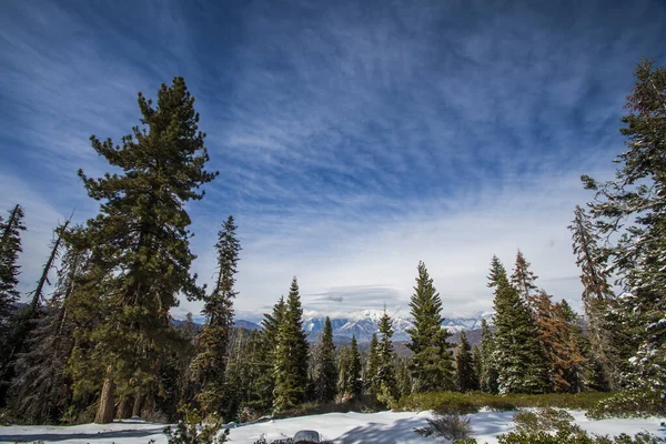 Drzewo Sequoia Parku Narodowym Sequoia Zimą Kalifornia — Zdjęcie stockowe