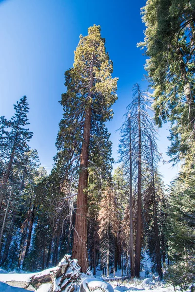 Kaliforniya, Sequoia Ulusal Parkı 'ndaki Sequoia ağacı.