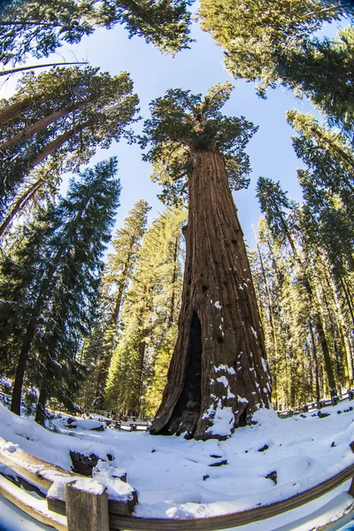 Árbol Sequoia Parque Nacional Sequoia Durante Invierno California —  Fotos de Stock