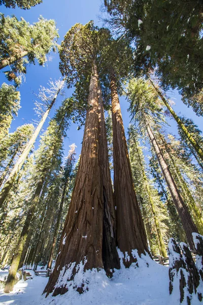 Árbol Sequoia Parque Nacional Sequoia Durante Invierno California — Foto de Stock