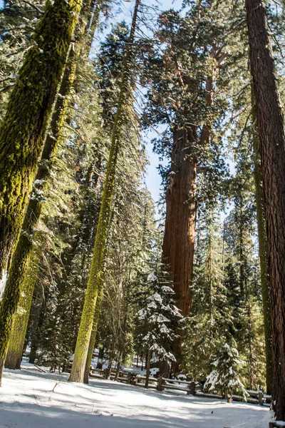 Sekvoj Národním Parku Sequoia Zimě Kalifornie — Stock fotografie