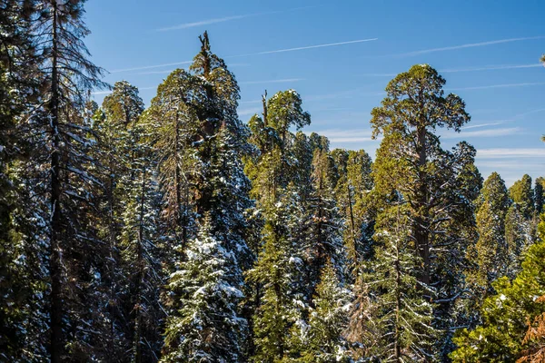 Kaliforniya, Sequoia Ulusal Parkı 'ndaki Sequoia ağacı.