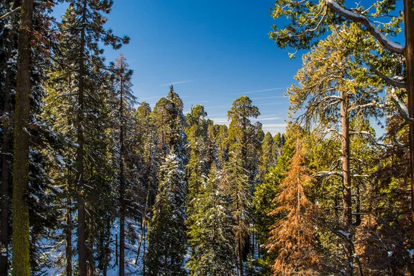 Sekvoj Národním Parku Sequoia Zimě Kalifornie — Stock fotografie