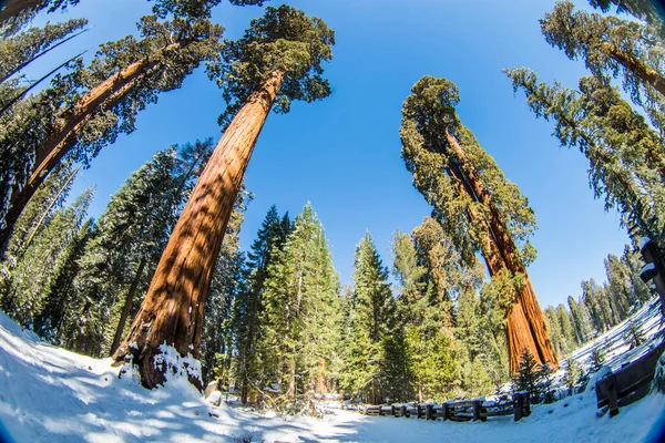 Sekvoj Národním Parku Sequoia Zimě Kalifornie — Stock fotografie