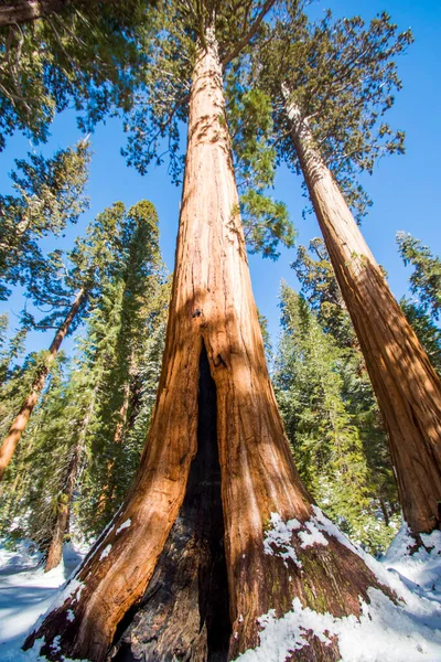 Sequoia Boom Sequoia National Park Tijdens Winter Californië — Stockfoto