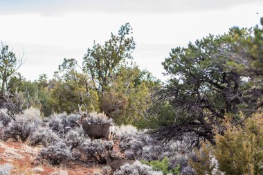 Sunset, Arizona 'daki Chelly Kanyonu Ulusal Anıtı