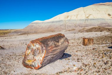 Arizona çölündeki taşlaşmış orman milli parkı