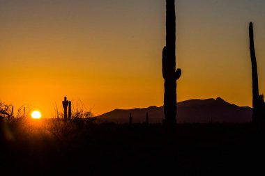 Saguaro Kaktüsüyle Çöl Günbatımı.