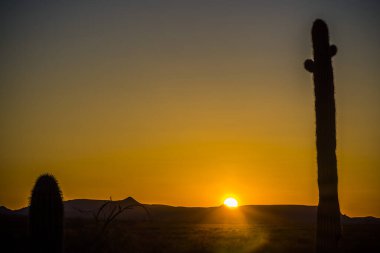 Desert Sunset with Saguaro Cactus. clipart