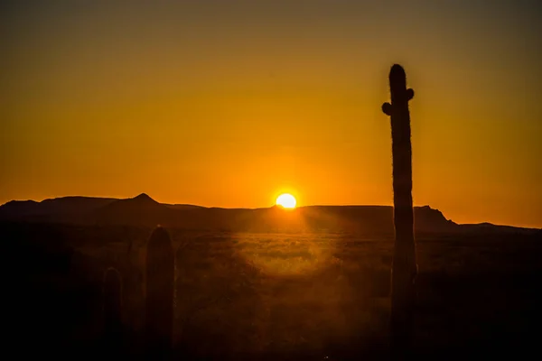 사구로 투스와 사막의 — 스톡 사진