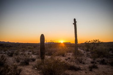 Saguaro Kaktüsüyle Çöl Günbatımı.