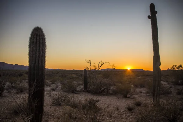 Zachód Słońca Pustyni Kaktusem Saguaro — Zdjęcie stockowe