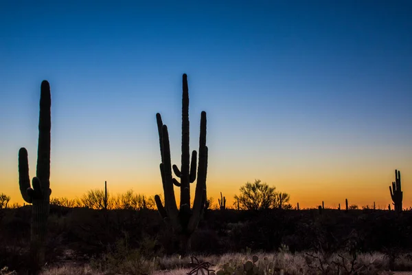 Zachód Słońca Pustyni Kaktusem Saguaro — Zdjęcie stockowe